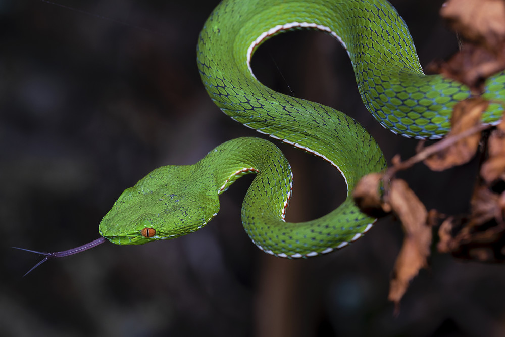 发现大致有这几类:蝮蛇,五步蛇,眼镜蛇,银环蛇,竹叶青等,其中最容易