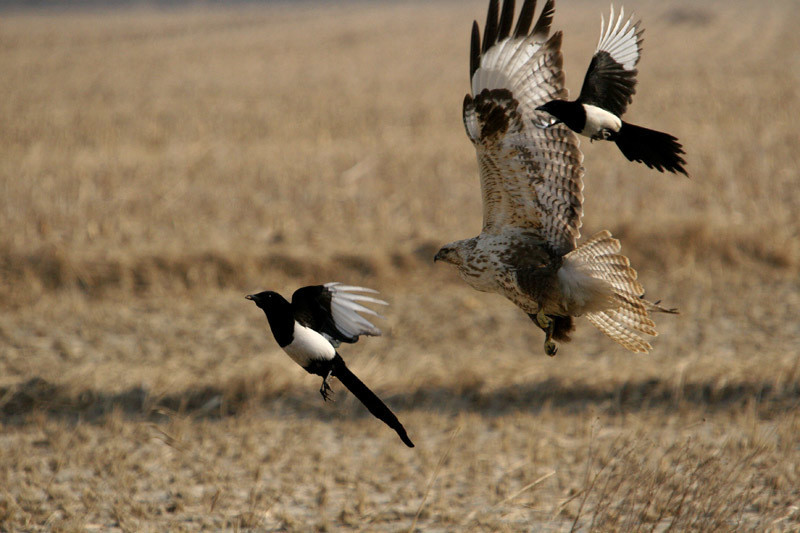 作为"福鸟"的喜鹊,连老鹰都"忌惮三分",却被自己的嘴制服?_腾讯新闻