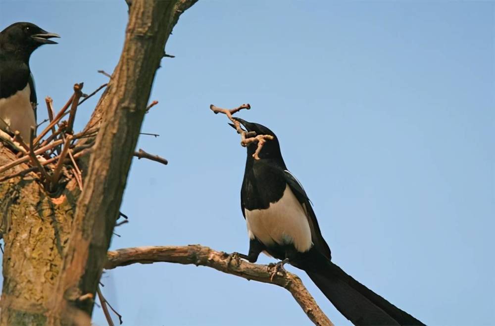 作为"福鸟"的喜鹊,连老鹰都"忌惮三分",却被自己的嘴制服?_腾讯新闻