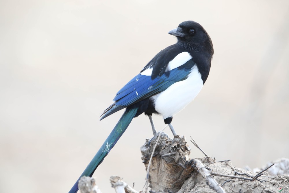 作为"福鸟"的喜鹊,连老鹰都"忌惮三分",却被自己的嘴制服?_腾讯新闻