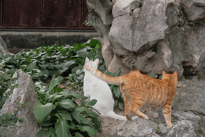 白猫和橘猫友爱的治愈时刻谁能拒绝猫猫的可可爱爱呢