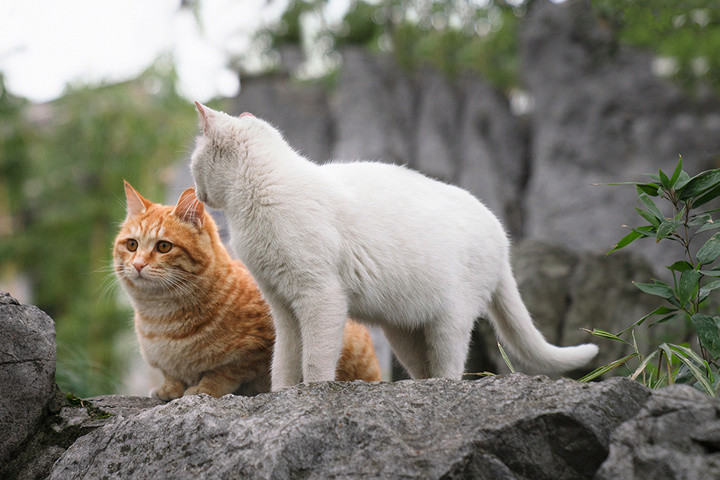 白猫和橘猫友爱的治愈时刻谁能拒绝猫猫的可可爱爱呢