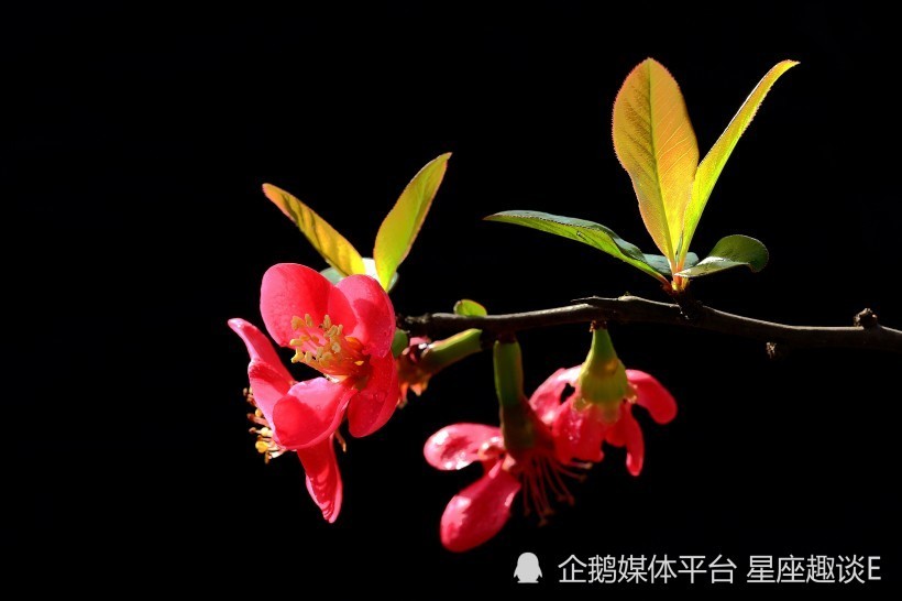 8月13日 19日星座运势 激发潜力 胜券在握的四大星座 腾讯新闻