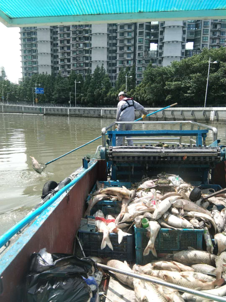 放生成杀生！上海苏州河频现死鱼，常有人用滑槽批量放生大鱼