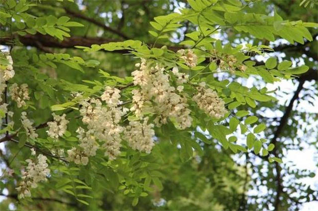 从郁达夫故都的秋来谈谈早秋的槐花兼赏槐花古诗五首
