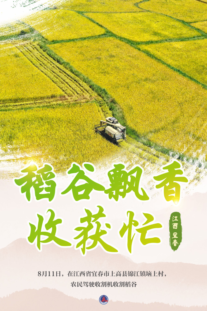 图表海报新华全媒稻谷飘香收获忙4