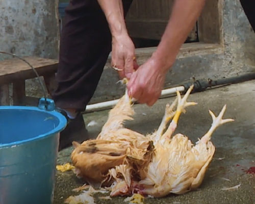 中餐厅:黄晓明晕车,尹正"观摩"杀鸡,陈立农感慨生命!