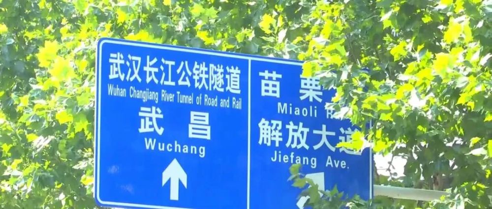 樹枝太茂密 遮擋了路牌怎麼辦?_騰訊新聞