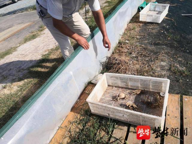 视频|24小时水循环,抽水给脱了壳的小螃蟹"降温