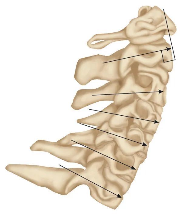 thieme图解|颈椎椎弓根螺钉置入