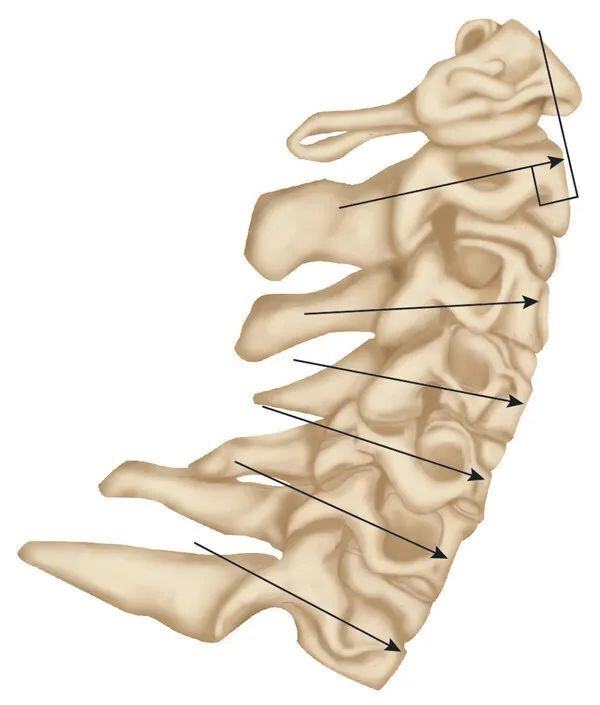 thieme圖解|頸椎椎弓根螺釘置入