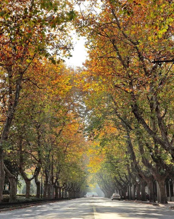 引入,吸收,创新～来看"法国梧桐"的前世今生