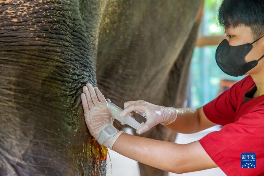 世界大象日探访世界首家大象医院高清组图