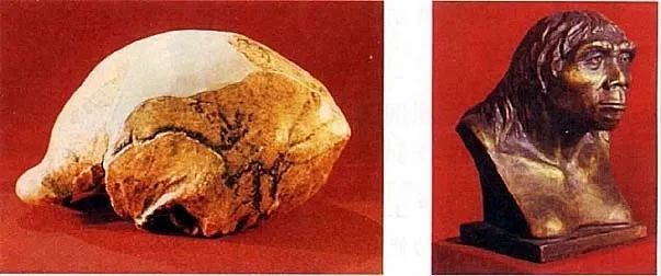 头盖骨化石的秘密：消失的部位，很可能被食人魔吃了