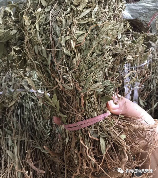 1种"辰砂草"不起眼,在农村农地里有不少,挖几棵种植,变值钱