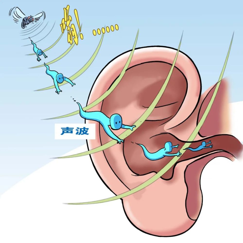 苍蝇方位,是因为苍蝇快速煽动翅膀会带动周围空气振动,产生阵阵声波