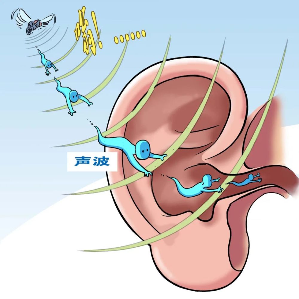 【漫绘科普】耳朵是怎么"加工"声音的?_腾讯新闻
