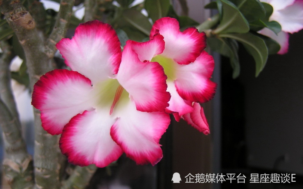 8月16日 22日星座运势 深思熟虑 扬眉吐气的四大星座 腾讯新闻