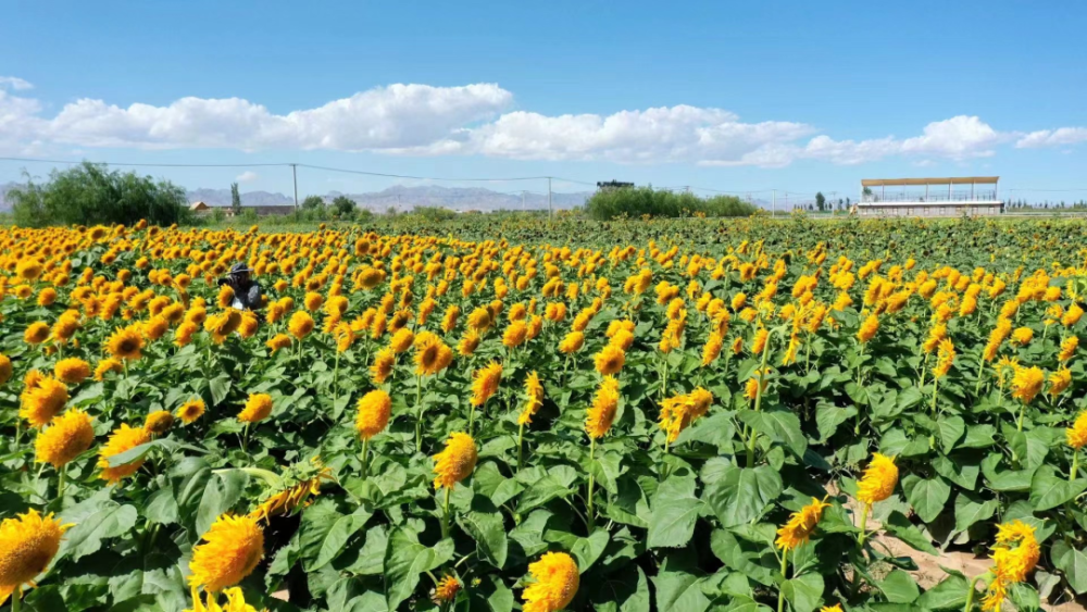 巴彦淖尔这里十万亩向日葵花海盛开_腾讯新闻