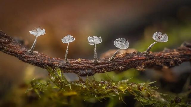 窥探罕见微观世界,摄影师把1毫米的黏菌,放大了上百倍67