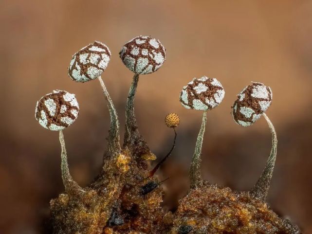 窥探罕见微观世界,摄影师把1毫米的黏菌,放大了上百倍67