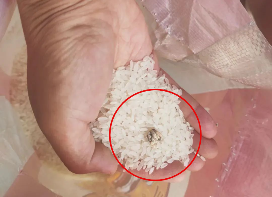 新买的米,竟结块发霉!看齐直击_腾讯新闻