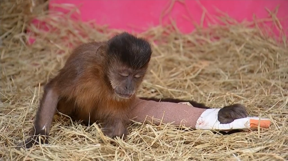 猴痘在巴西爆发,猴子受牵连,开始被猎捕毒杀,who:已准备改名!