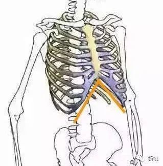 肋骨外翻的影响有多大？