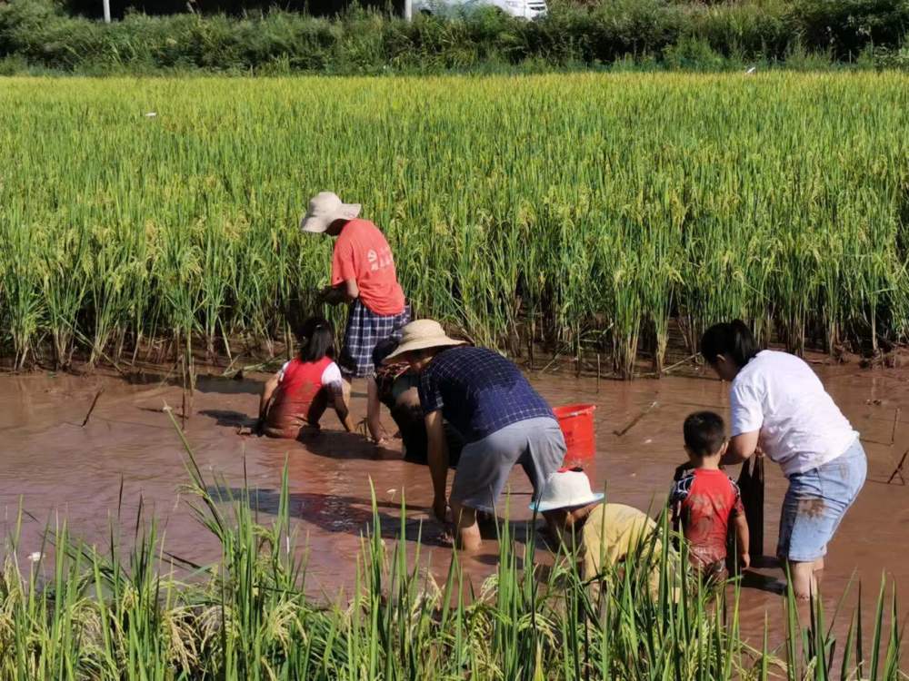 8月15日,怀化市沅陵县二酉苗族乡清水坪村稻花鱼养殖示范基地"开田