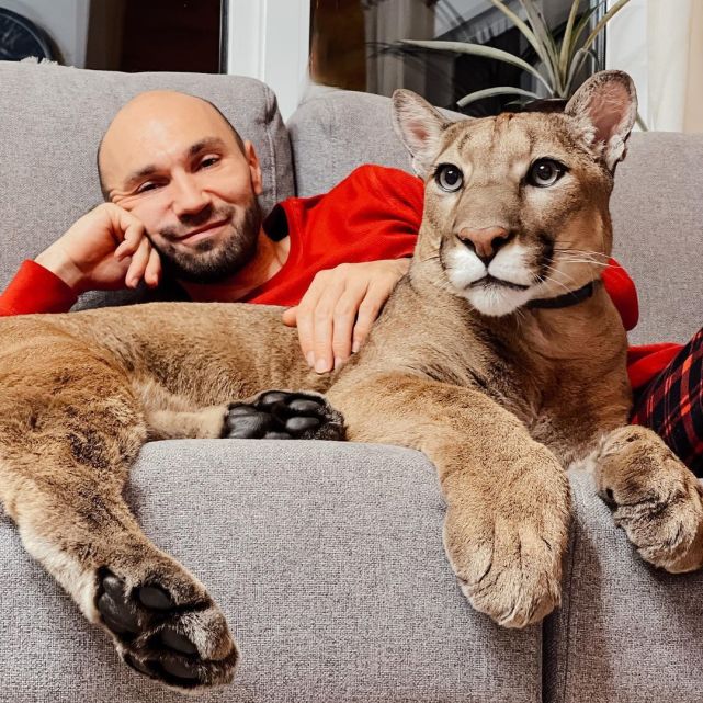 火遍全网的俄罗斯网红美洲狮,背后的故事令无数人泪目