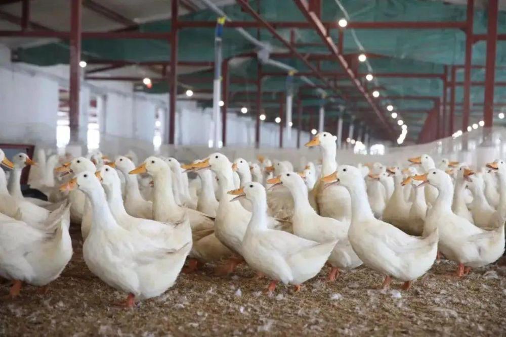 市场上常见的肉用鸭子有北京鸭,高邮鸭,绍兴鸭,金定鸭等,像这些有名