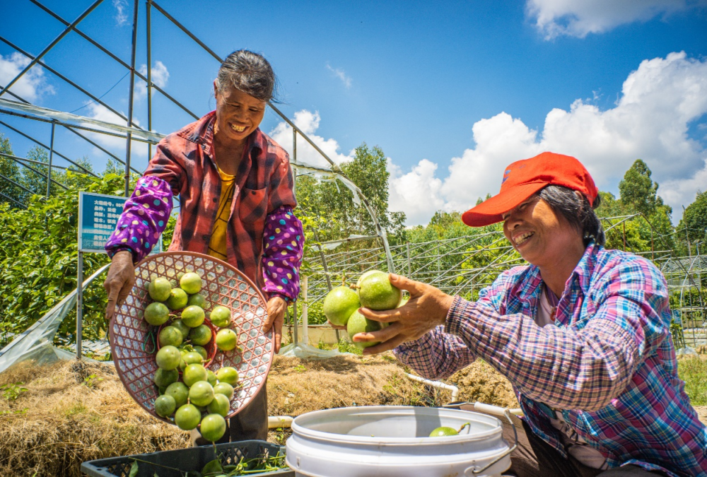 广西玉林:百香果飘香 果农采摘忙