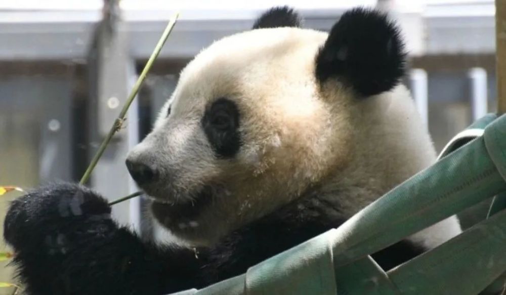 外国人有多爱大熊猫！荷兰花15年才借到…日本熬夜排队10小时观看衡阳市九中怎么样
