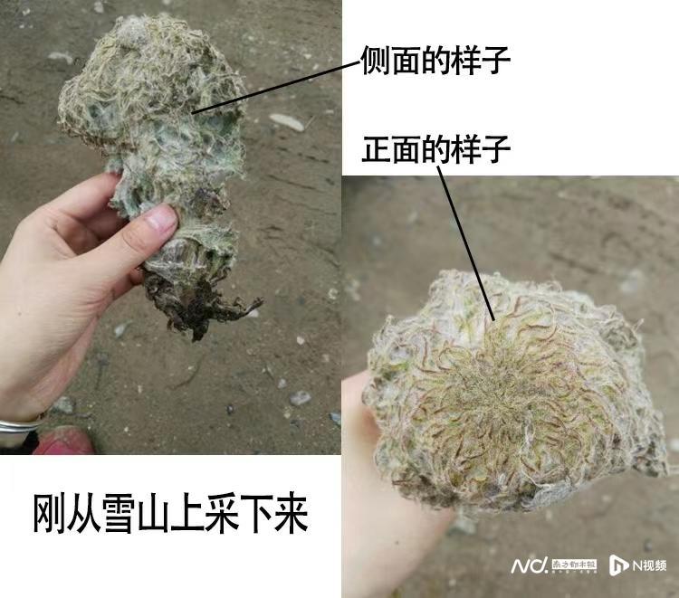 继吃播大白鲨，又现贩卖雪兔子，网红频踩濒危动植物保护红线300031宝通带业