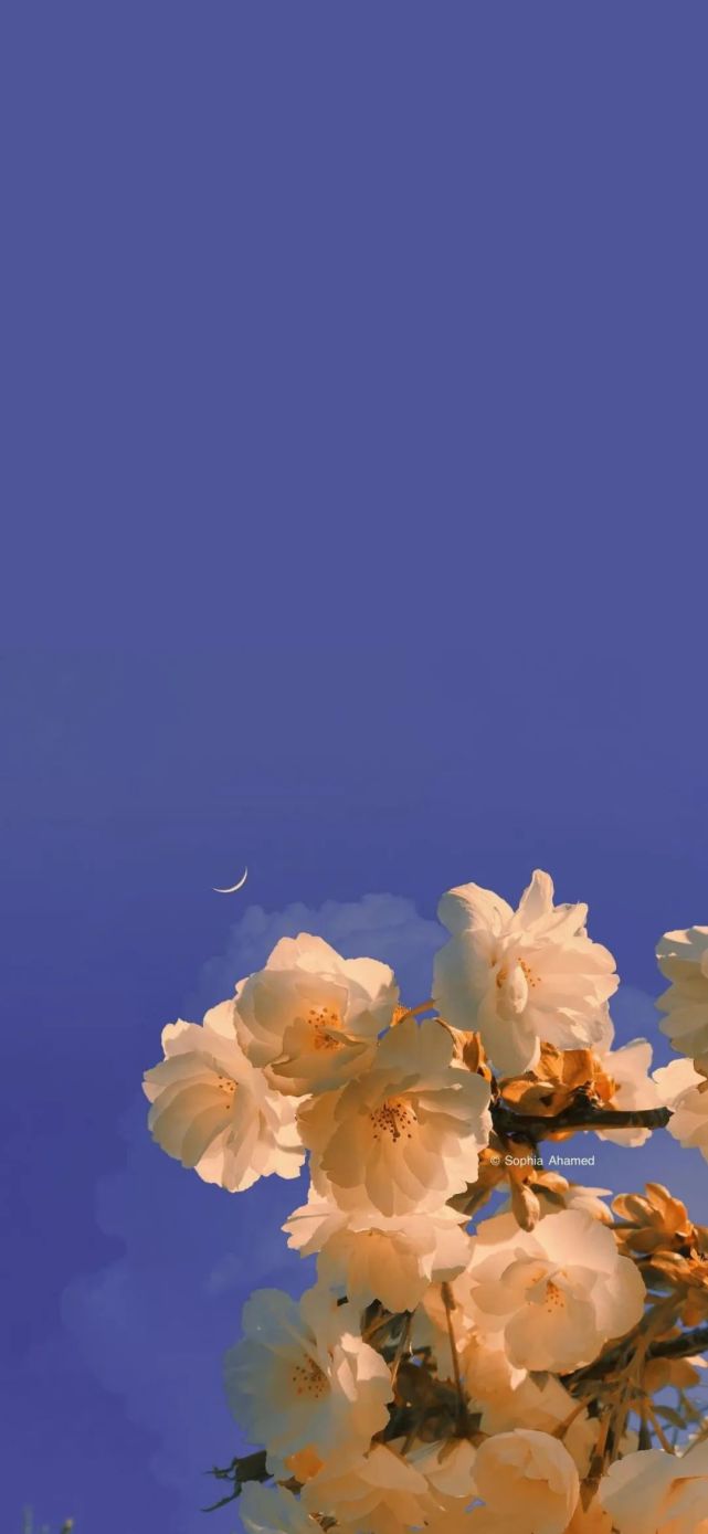 手机壁纸|今日份好看壁纸