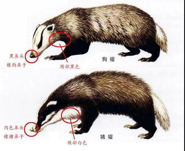 粗壮,四肢粗短,体长一般在540-700mm之间,体重不超过10kg,略小于狗獾