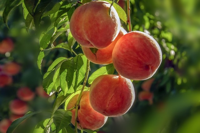 平谷大华山镇:"点桃成金"垒出致富路