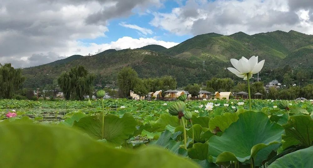 【遇见楚雄】姚安:荷城赏荷正当时