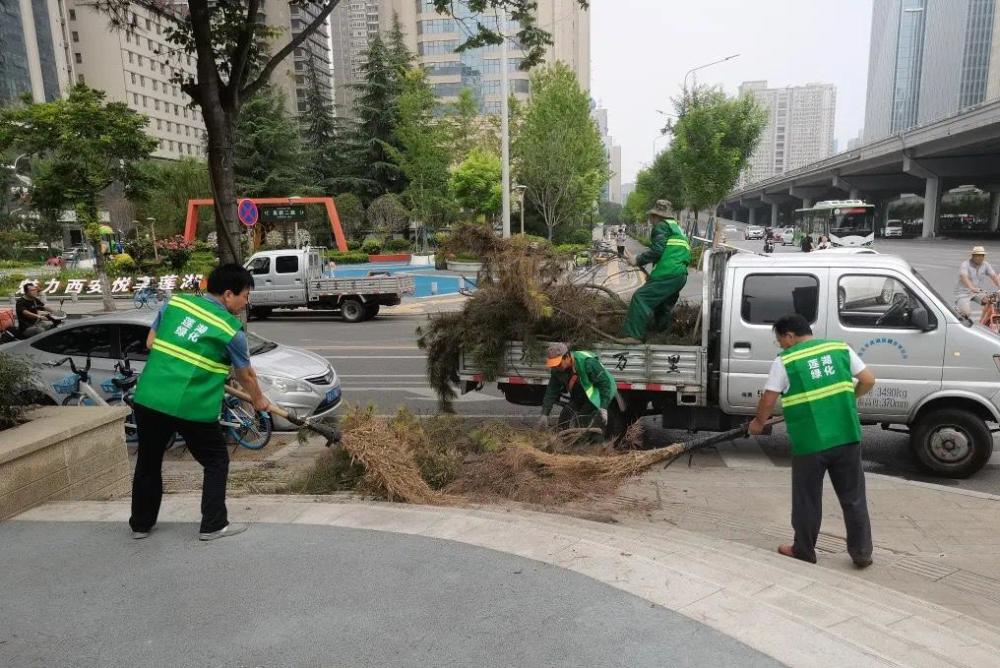 蓮湖區城管局綠化隊的20多位養護工人頂著高溫,對53顆油松樹進行病蟲