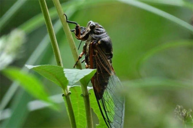 立秋三候之寒蝉诗词三首赏读:寒蝉鸣高柳,寒蝉在树鸣_腾讯新闻