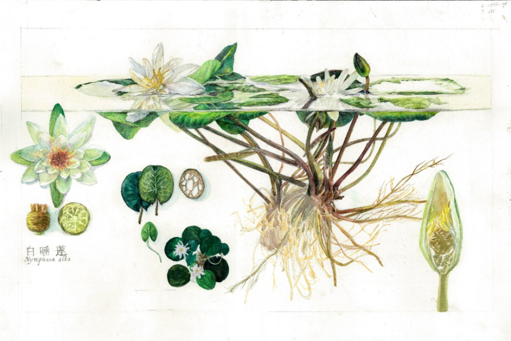 植物手绘笔记:从《最伟大的作品》看睡莲丨花花万物
