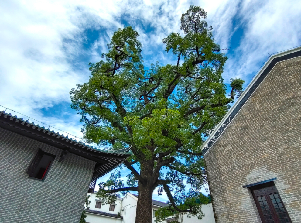 广州光孝寺姻缘树图片