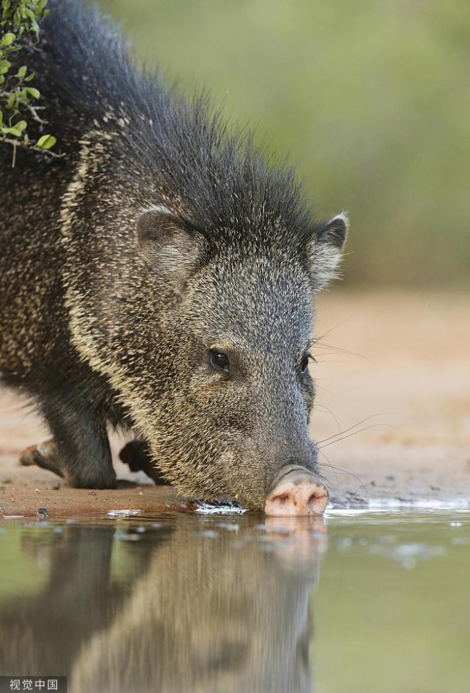 美媒：学者发现是外来野猪成为捕食对象，拯救了澳大利亚濒危鳄鱼网上学语文