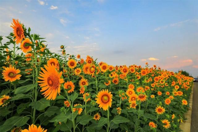 夏日烂漫 共赴常州天宁那片向日葵花海