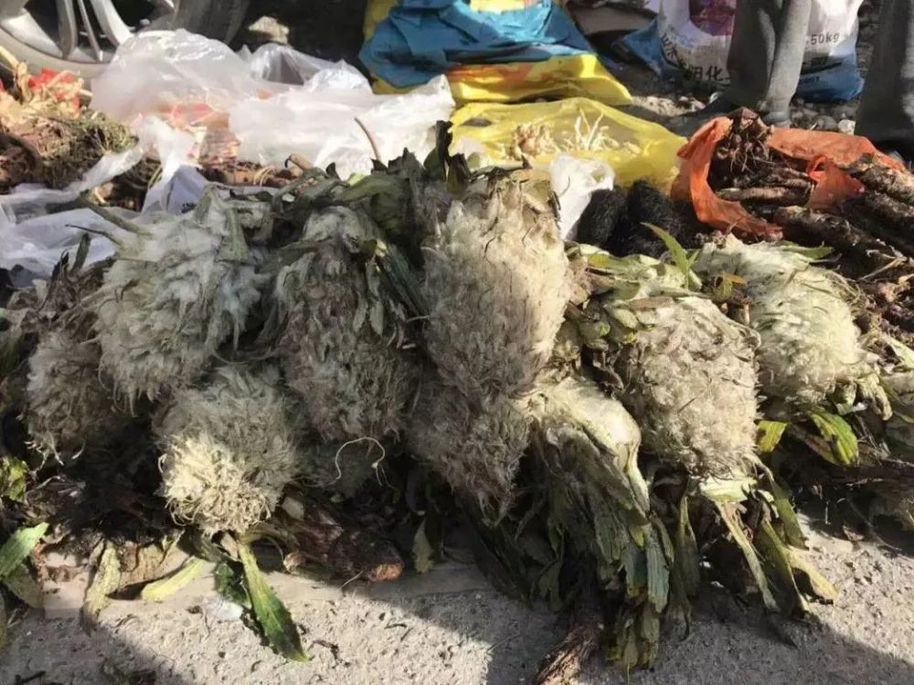 主播采摘濒危水母雪兔子被封号警方正进一步处理