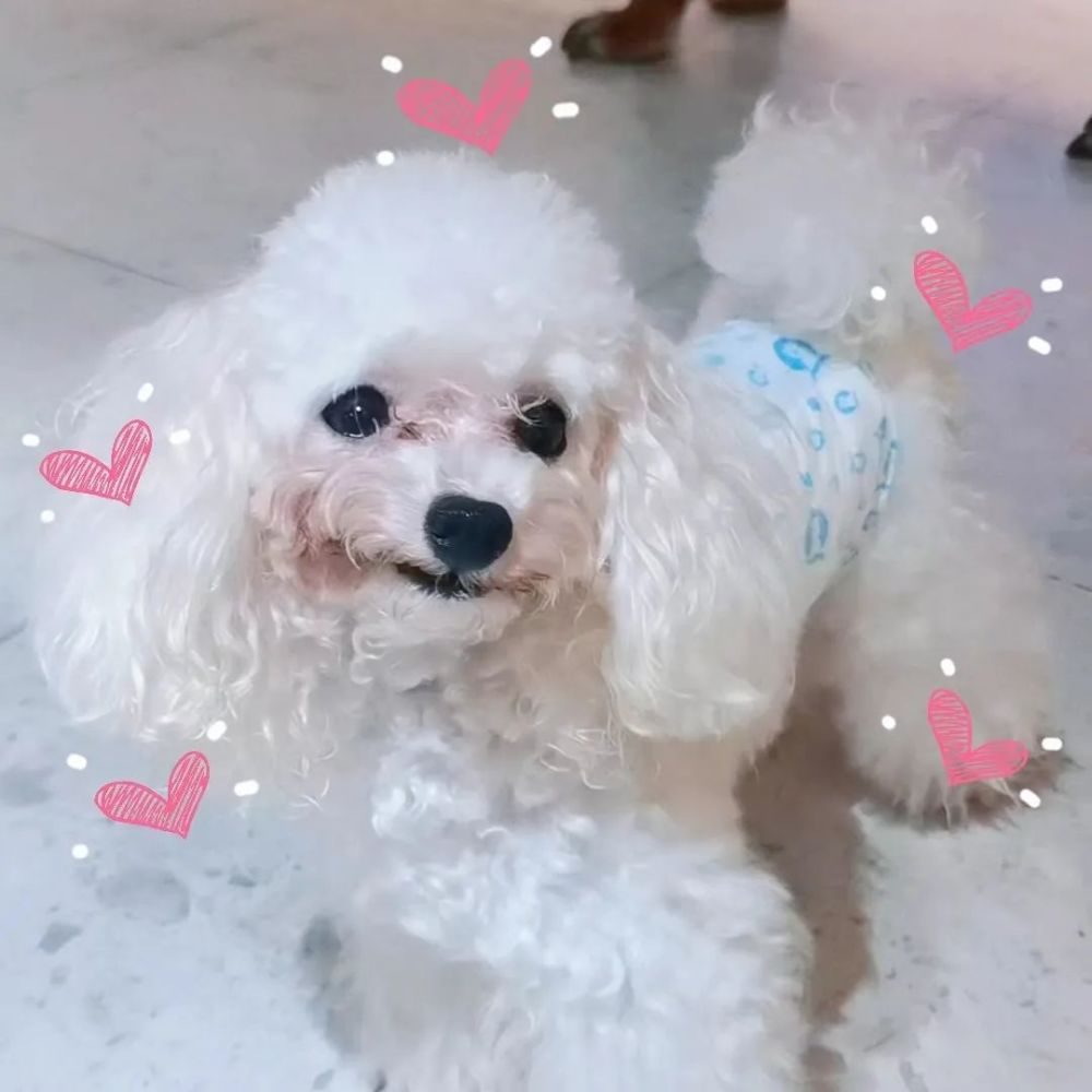 拒绝宅家到发霉 一起来探萌宠店 腾讯新闻