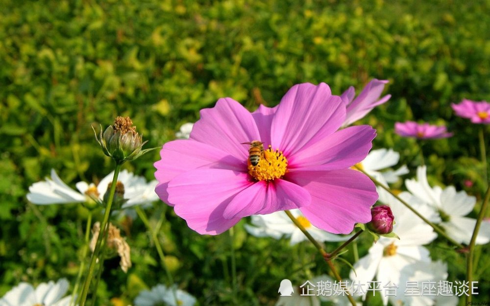 8月18日星座运势 明确目标 循序渐进的四大星座 腾讯新闻