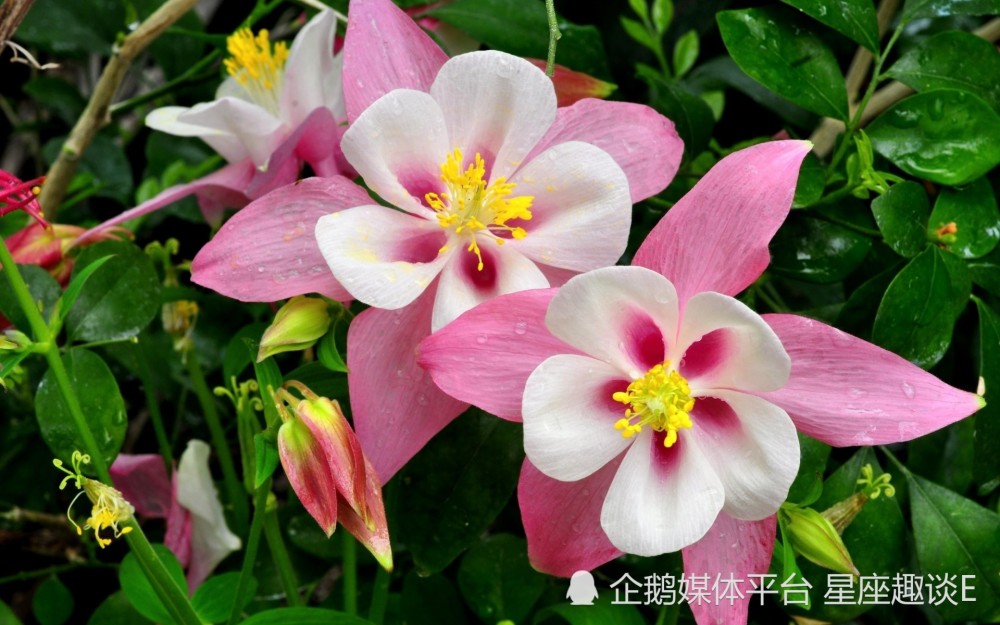 8月18日 24日爱情运势 魅力四射 情投意合的四大星座 腾讯新闻