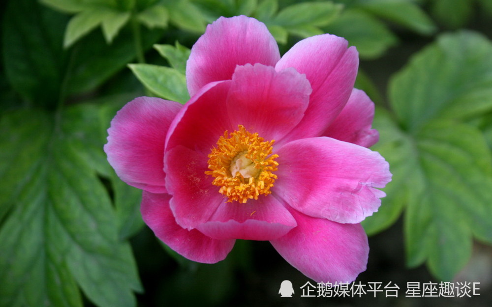 8月18日 24日爱情运势 魅力四射 情投意合的四大星座 腾讯新闻