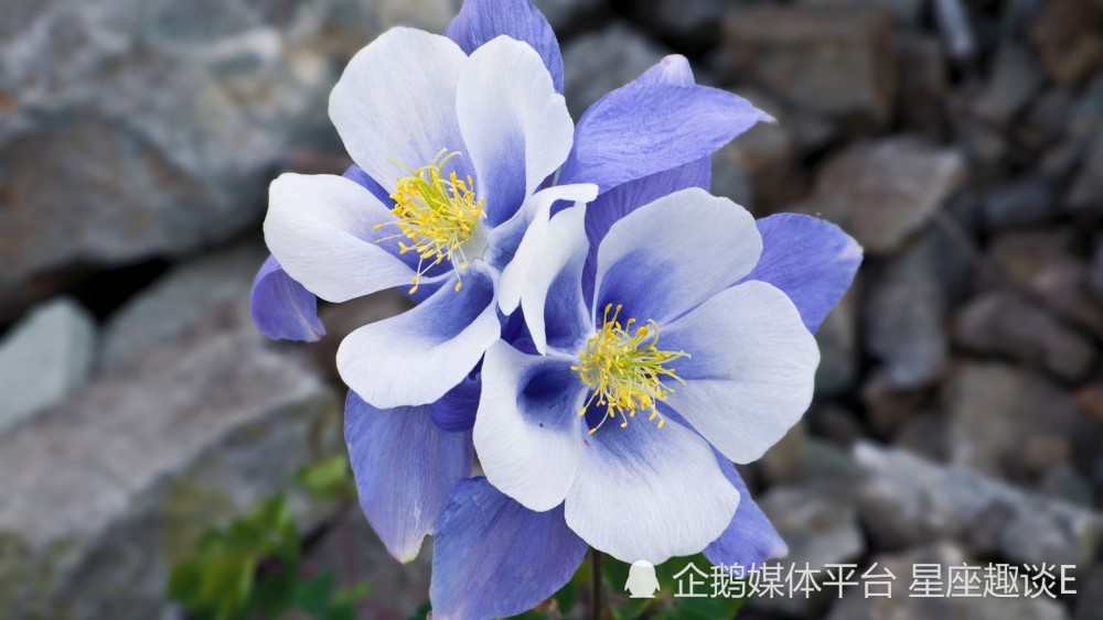 8月18日 24日星座运势 深思熟虑 事半功倍的四大星座 腾讯新闻